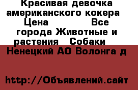 Красивая девочка американского кокера › Цена ­ 35 000 - Все города Животные и растения » Собаки   . Ненецкий АО,Волонга д.